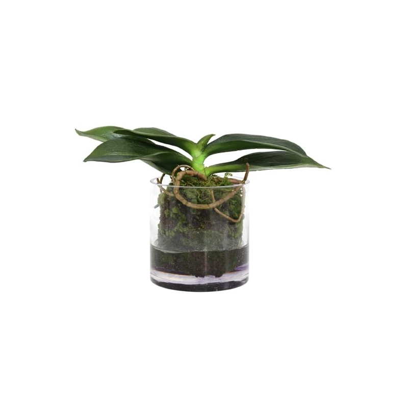 Szklana waza z korzeniami falenopsis - HK Living