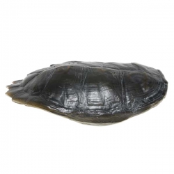 Sztuczna skorupa żółwia czarna - HK Living